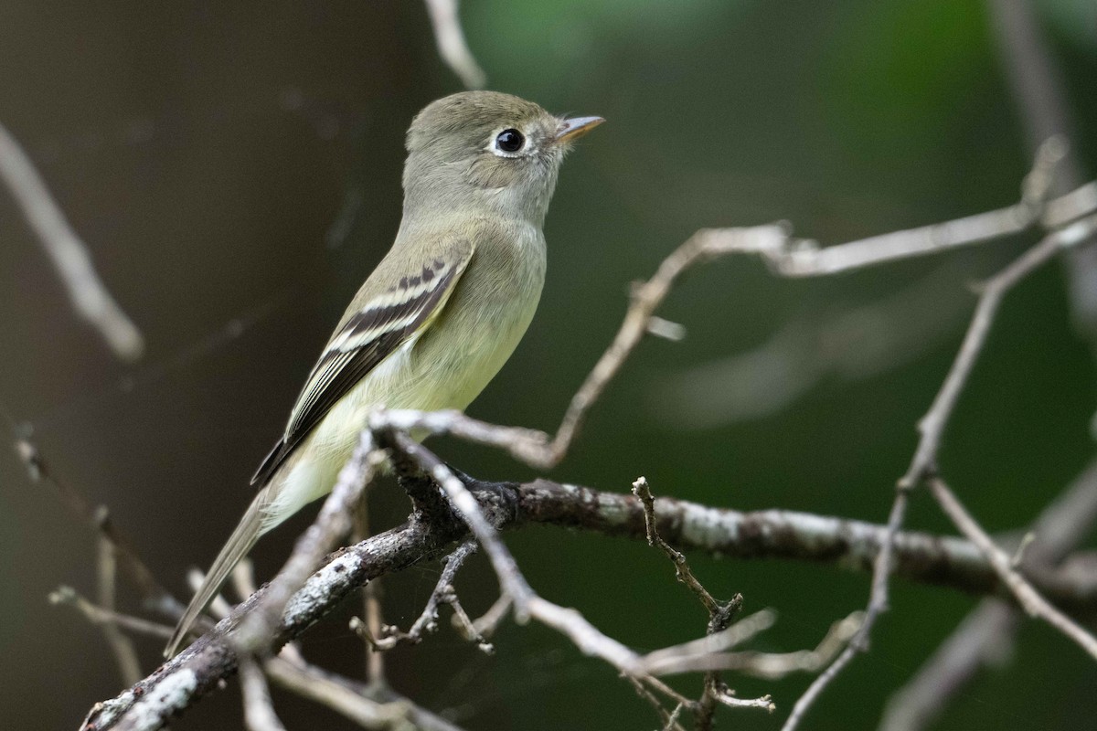 Least Flycatcher - ML626908093