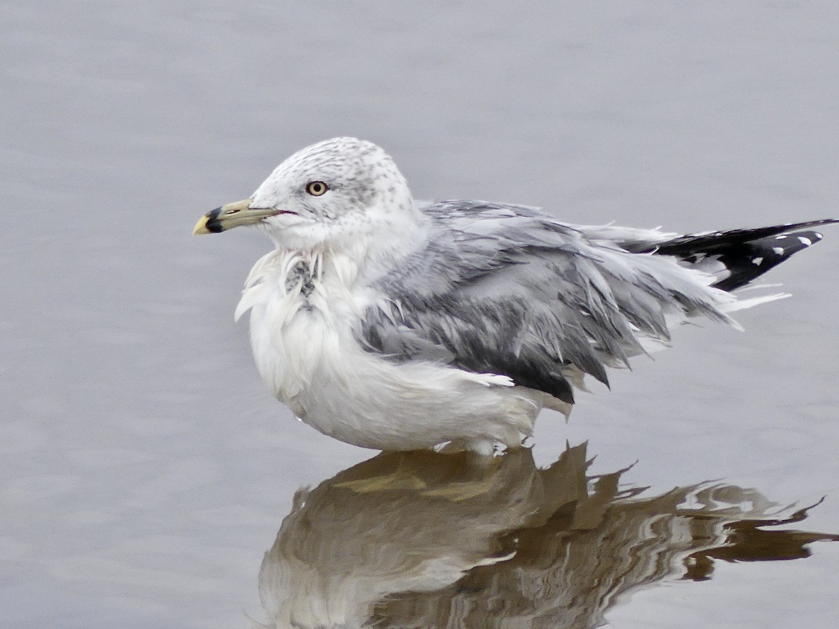Ring-billed Gull - ML626908142