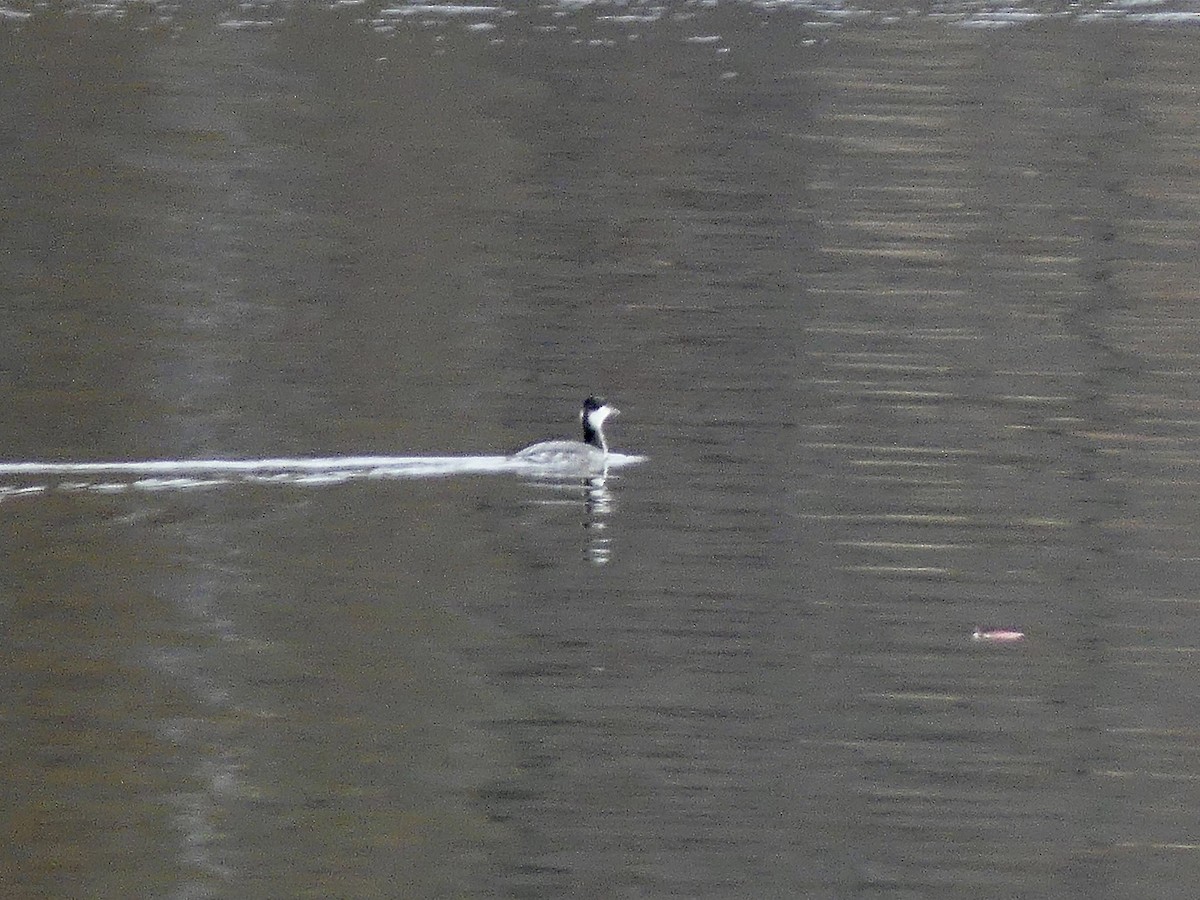 Horned Grebe - ML626908145