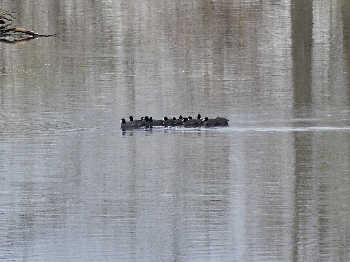 American Coot - ML626908171