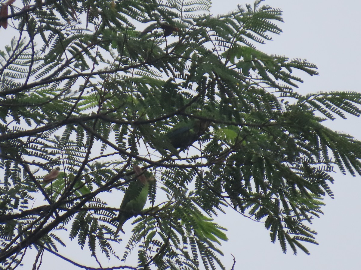 Blue-rumped Parrot - ML626908200