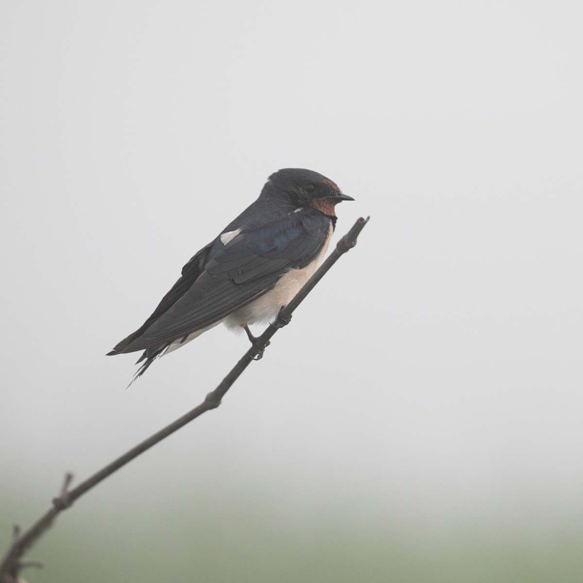 Red-chested Swallow - ML626908378