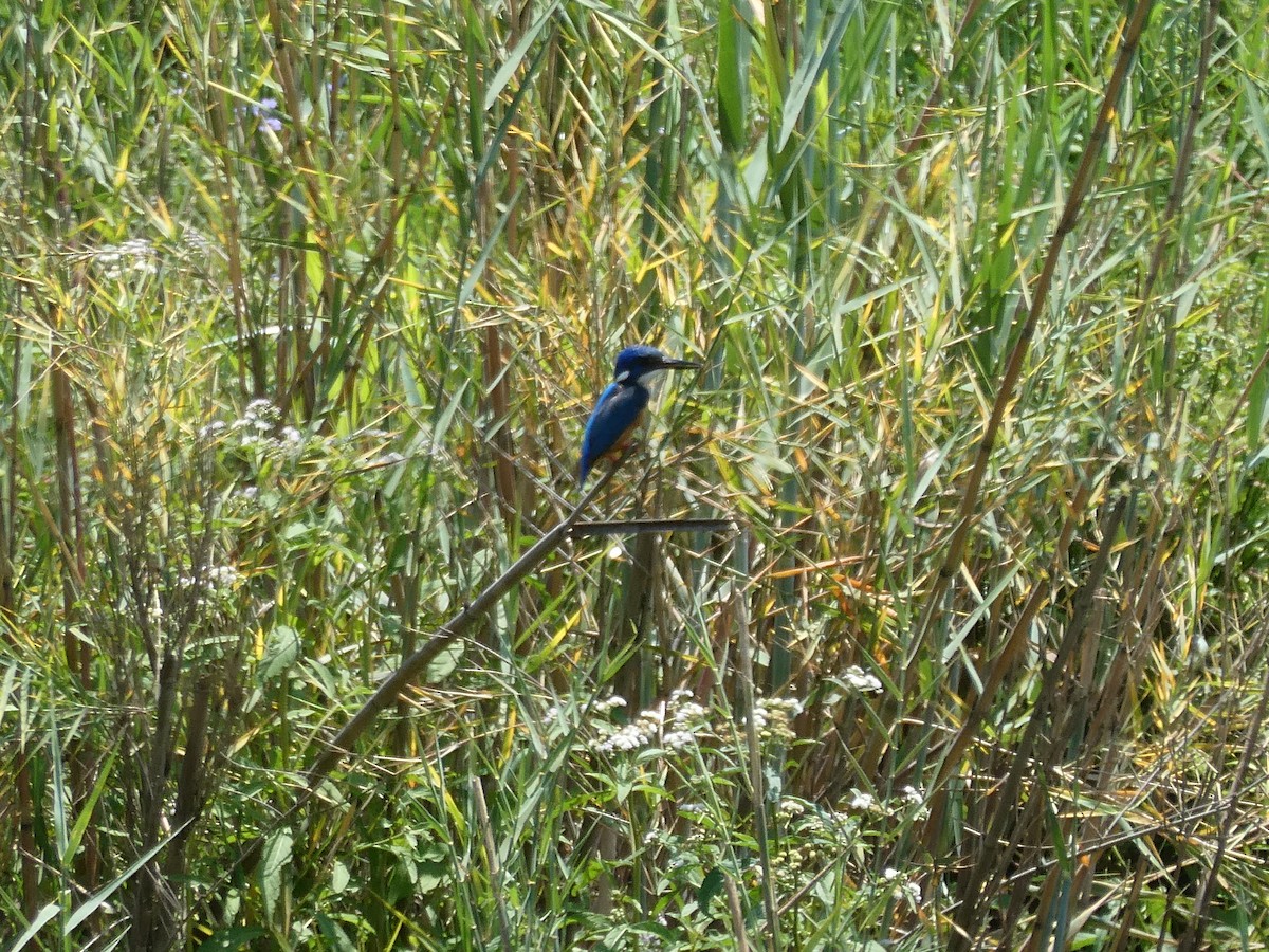 Half-collared Kingfisher - ML626908449