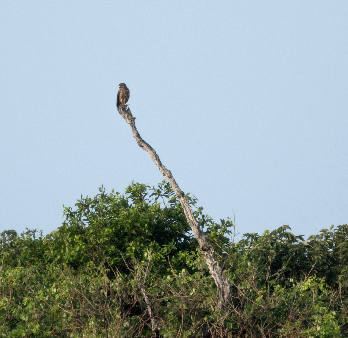 Roadside Hawk - ML626908522