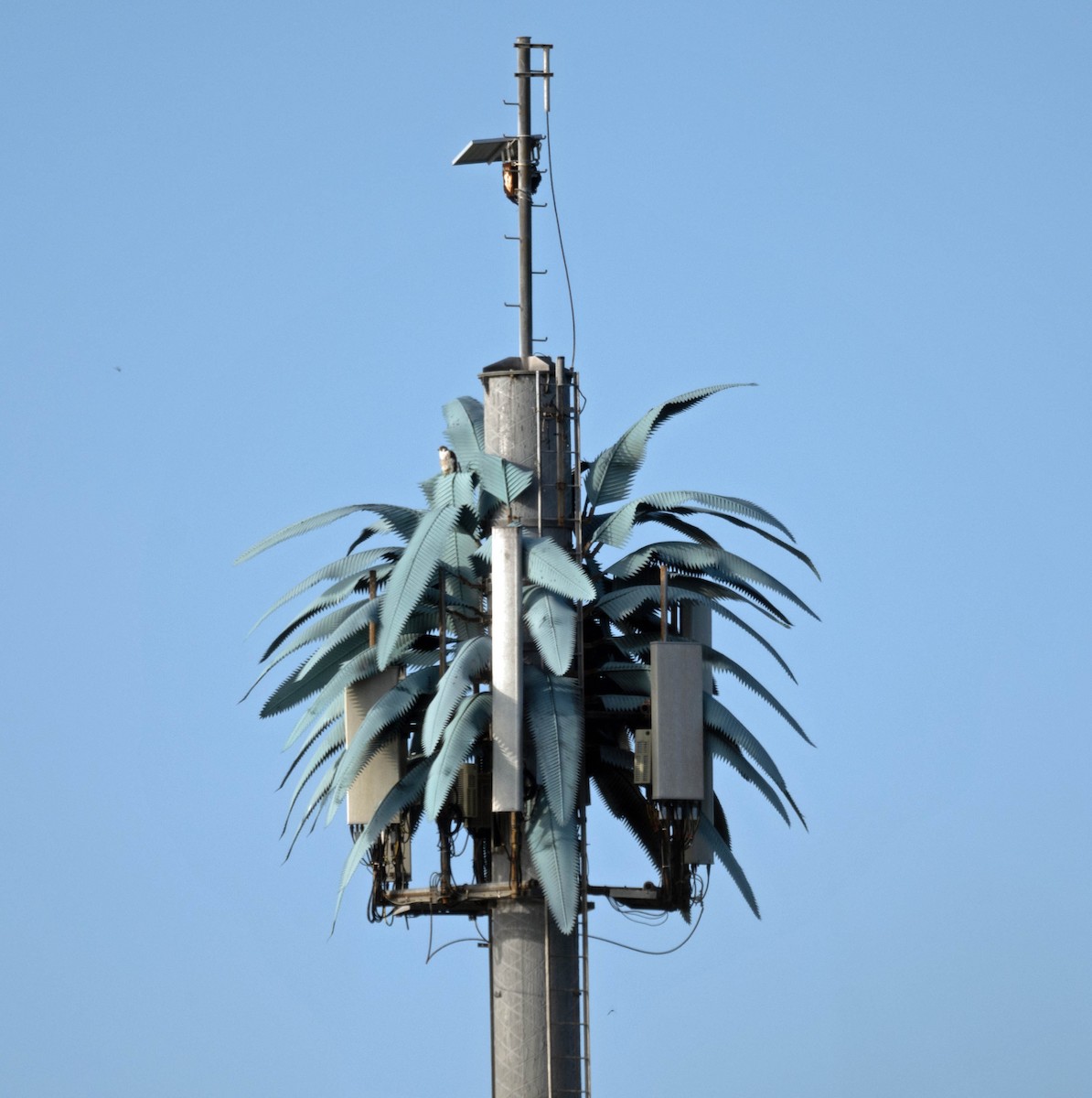 Peregrine Falcon - ML626908540