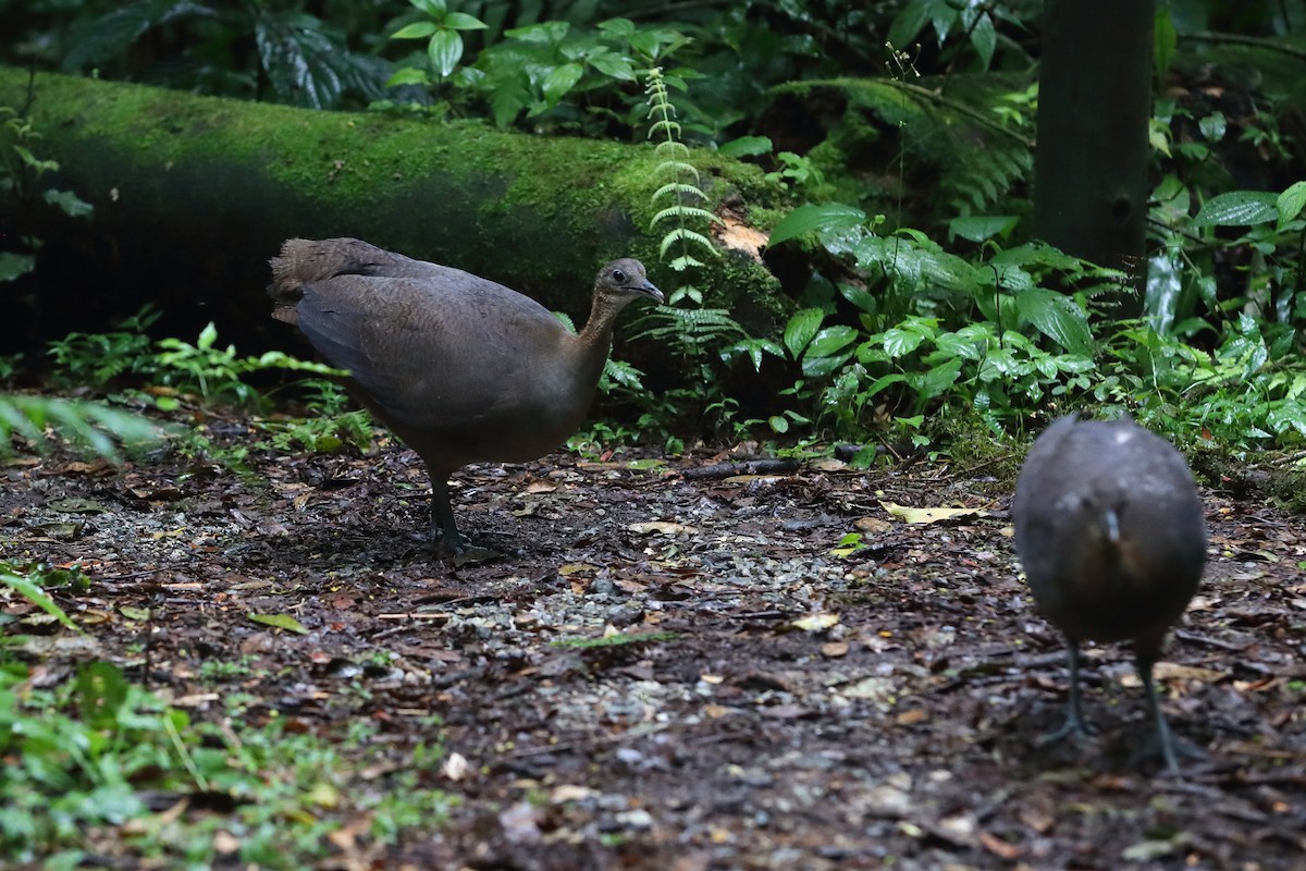 Solitary Tinamou - ML626908698