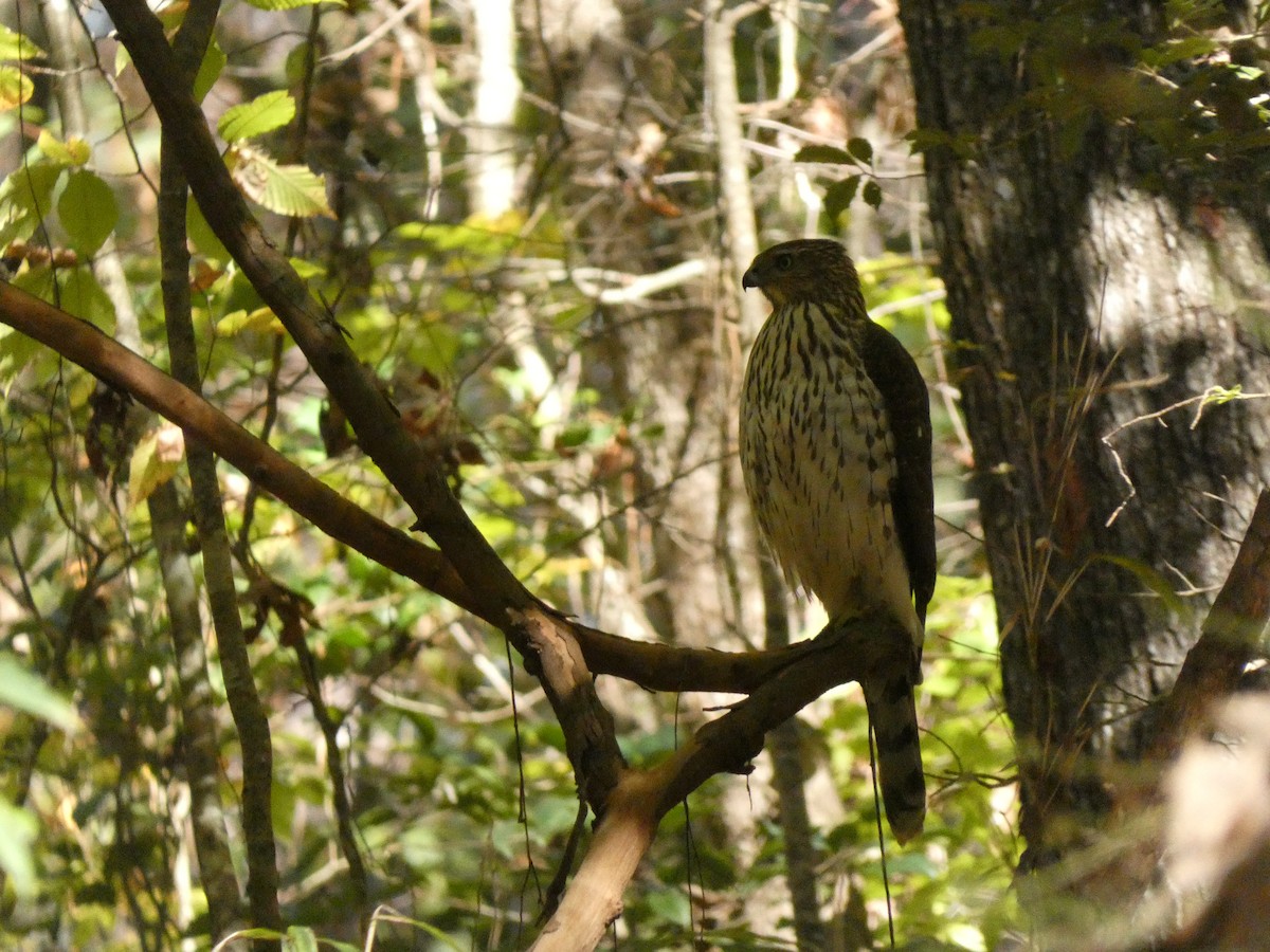 Cooper's Hawk - ML626908780