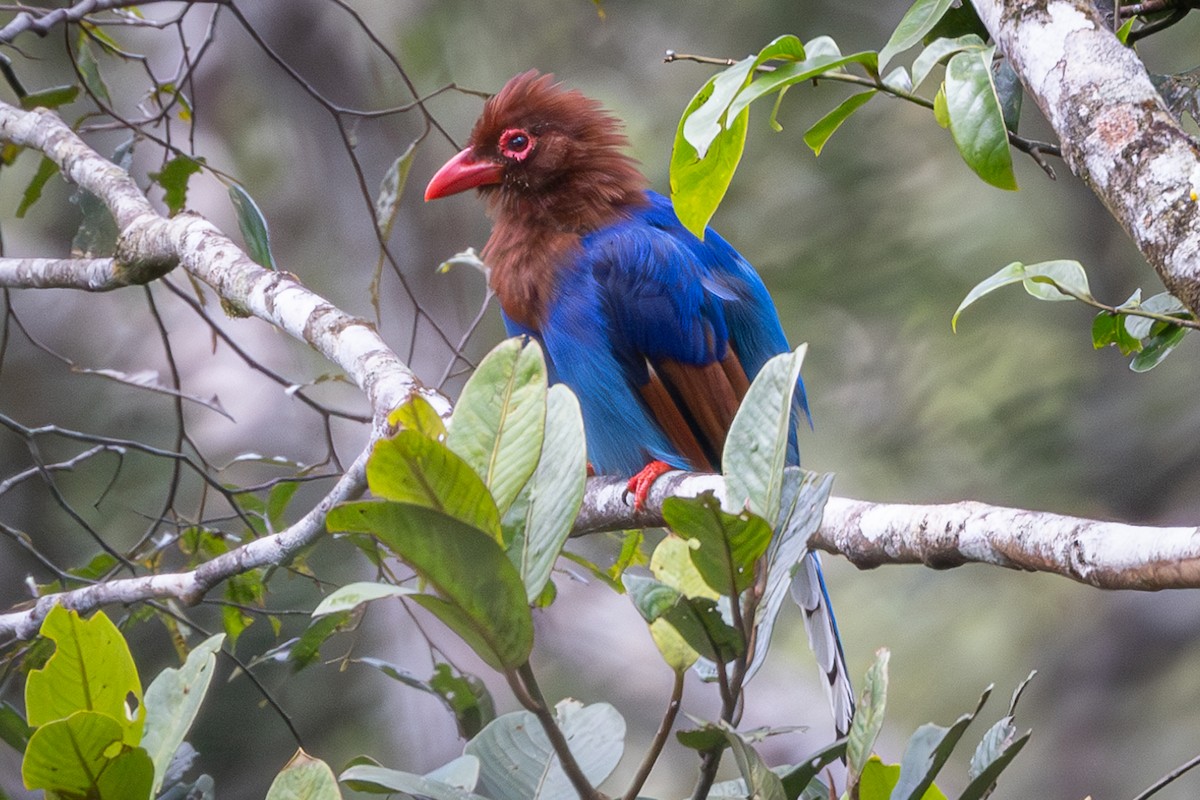 Sri Lanka Blue-Magpie - ML626908854