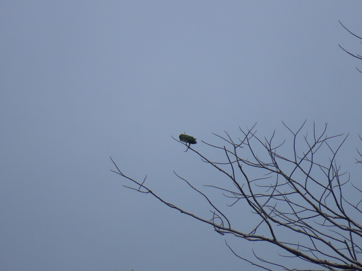 Blue-rumped Parrot - ML626909030