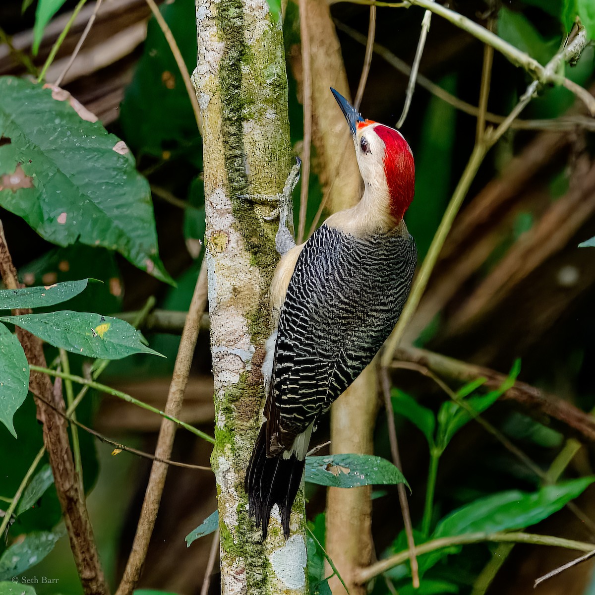 Golden-fronted Woodpecker (Velasquez's) - ML626909190
