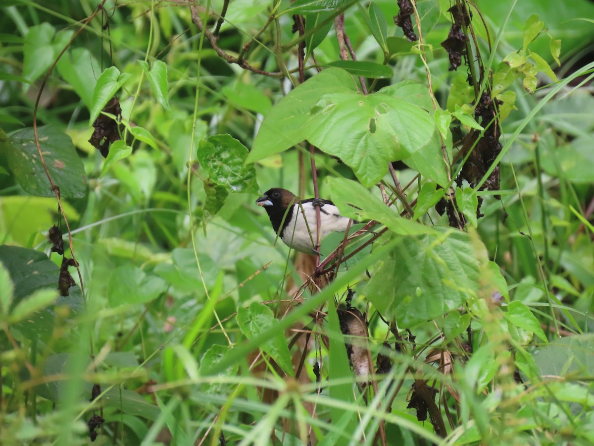 Javan Munia - ML626909267