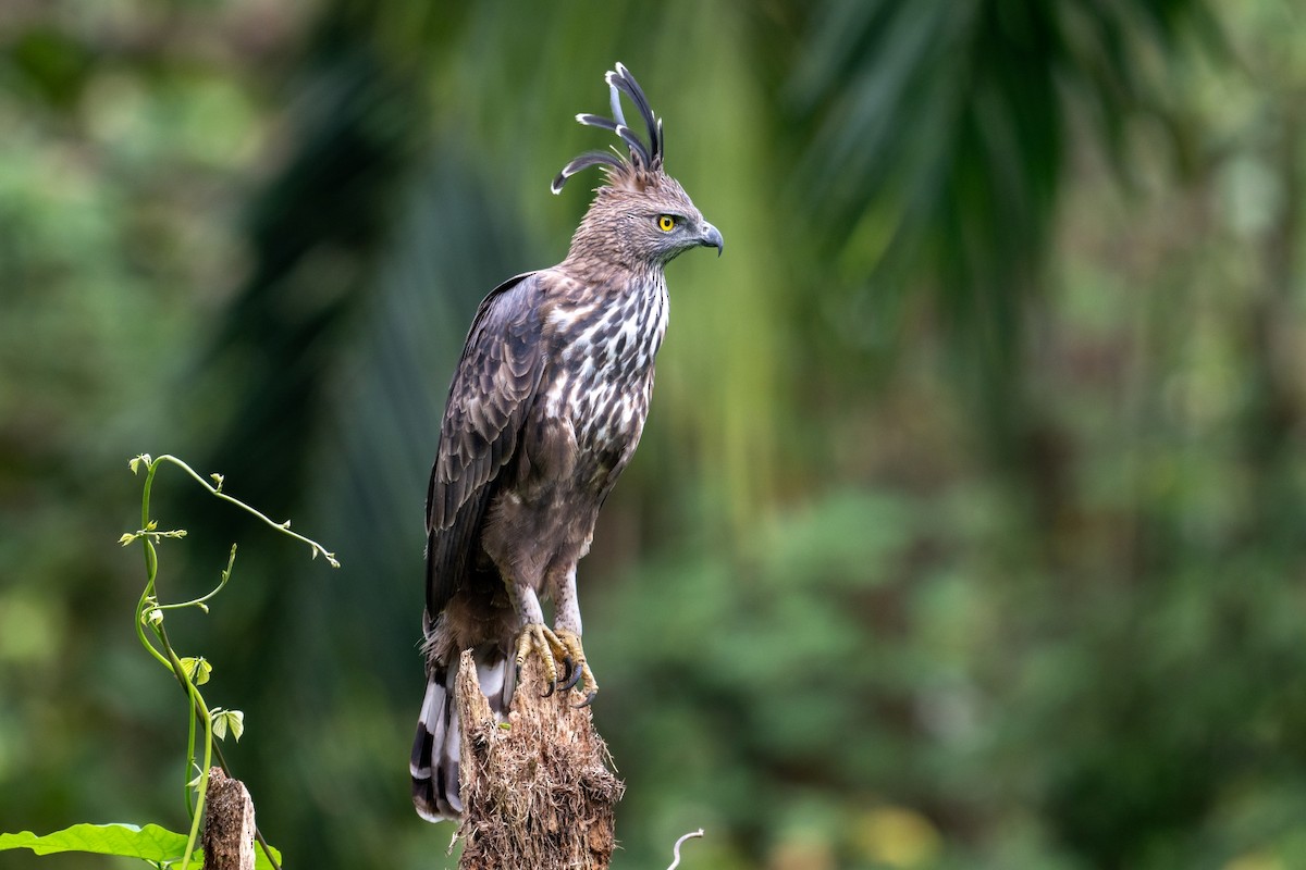 Changeable Hawk-Eagle - ML626909595