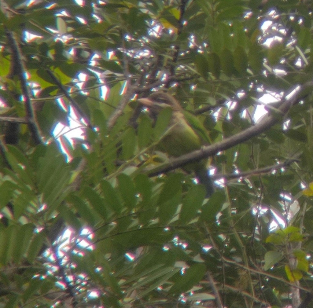 White-cheeked Barbet - ML626909670