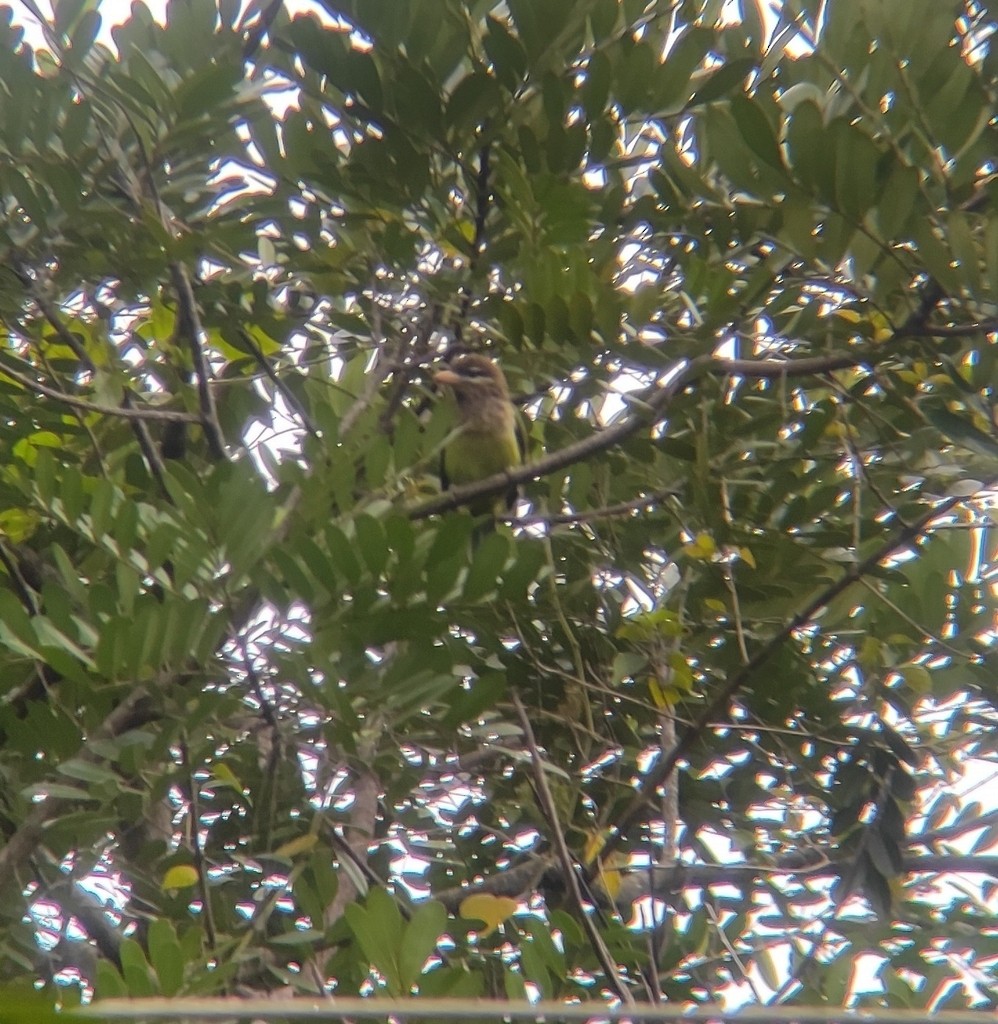 White-cheeked Barbet - ML626909691