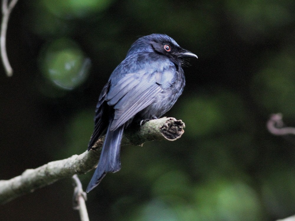 Square-tailed Drongo - ML626909697