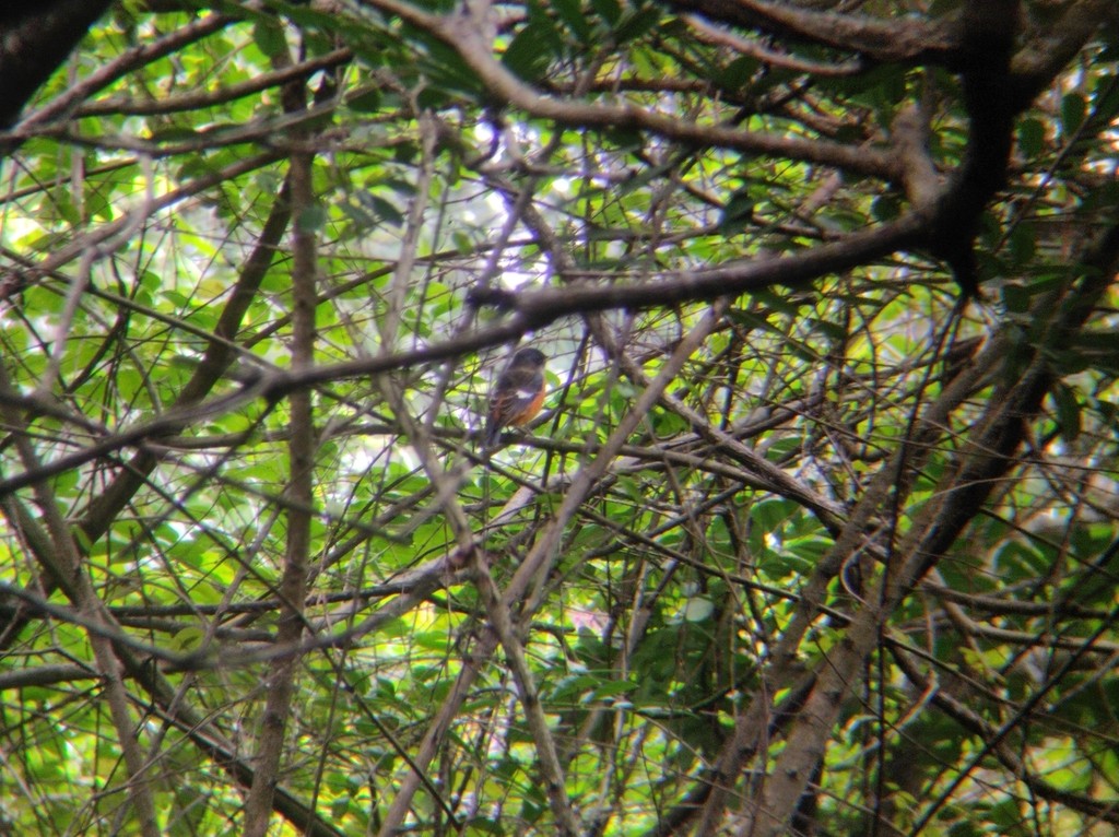 Blue-capped Rock-Thrush - ML626909704