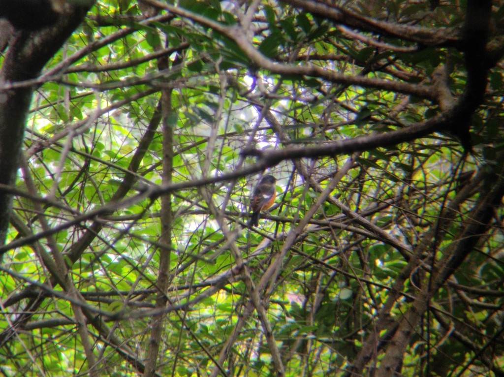 Blue-capped Rock-Thrush - ML626909708