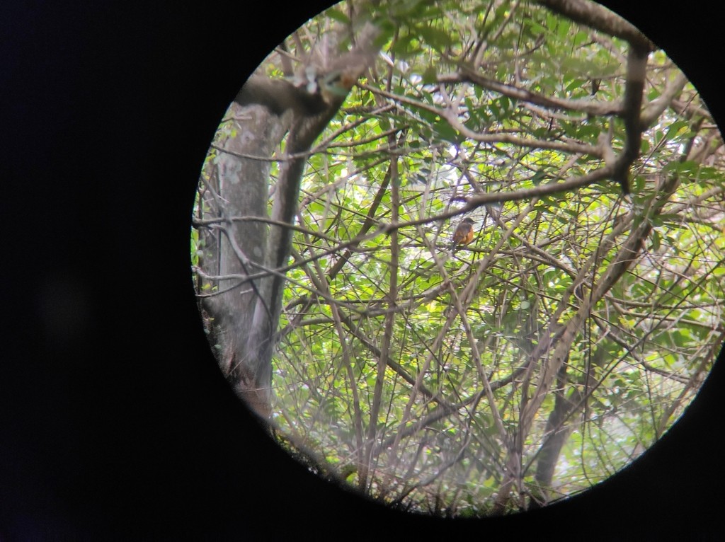 Blue-capped Rock-Thrush - ML626909716