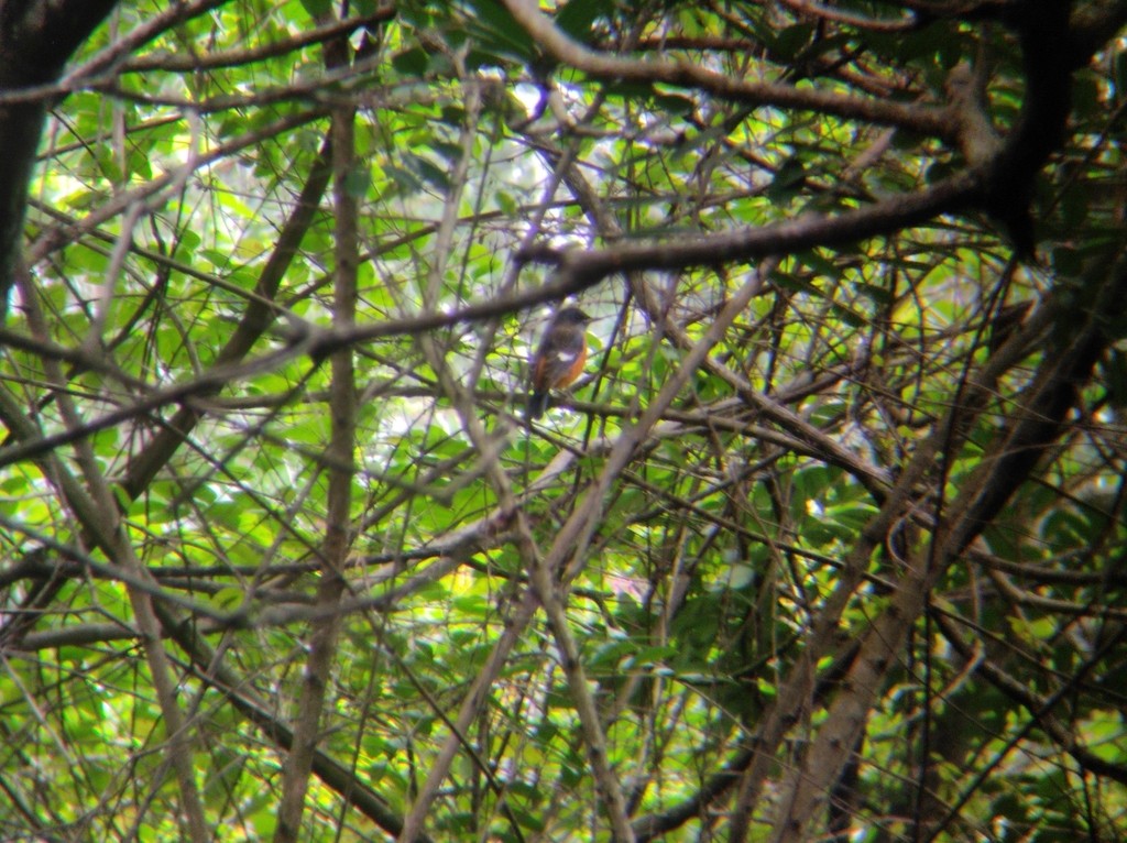 Blue-capped Rock-Thrush - ML626909723