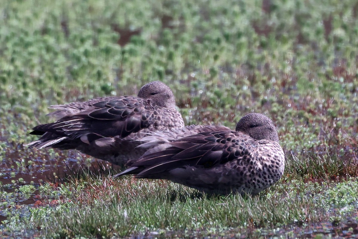 Andean Teal (Merida) - ML626909911