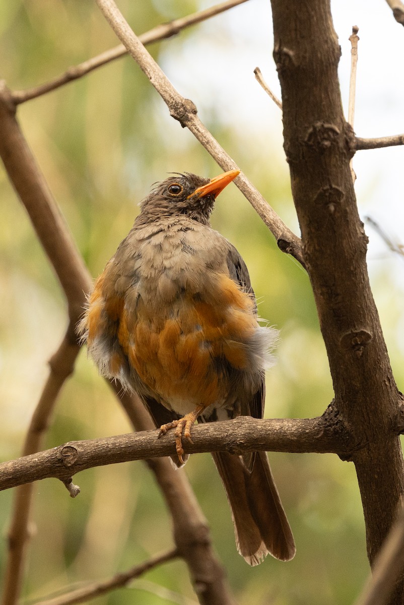 Abyssinian Thrush - ML626909939