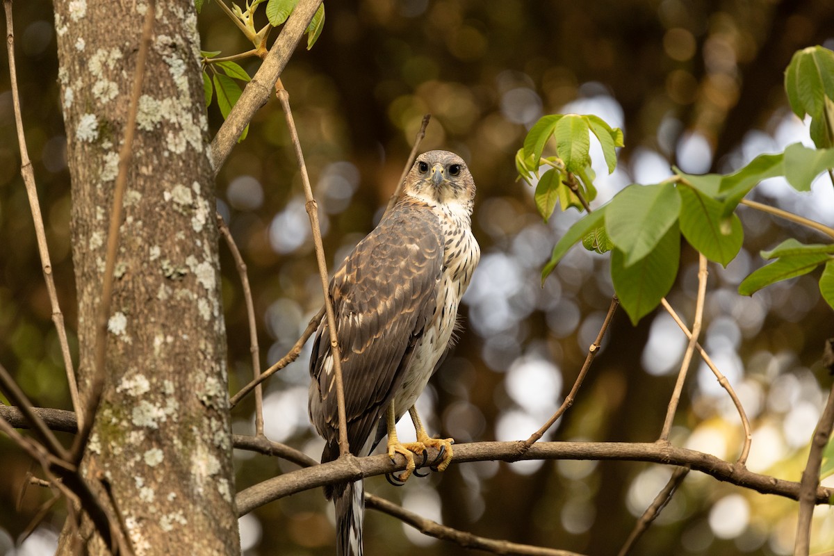 Black Goshawk - ML626909989