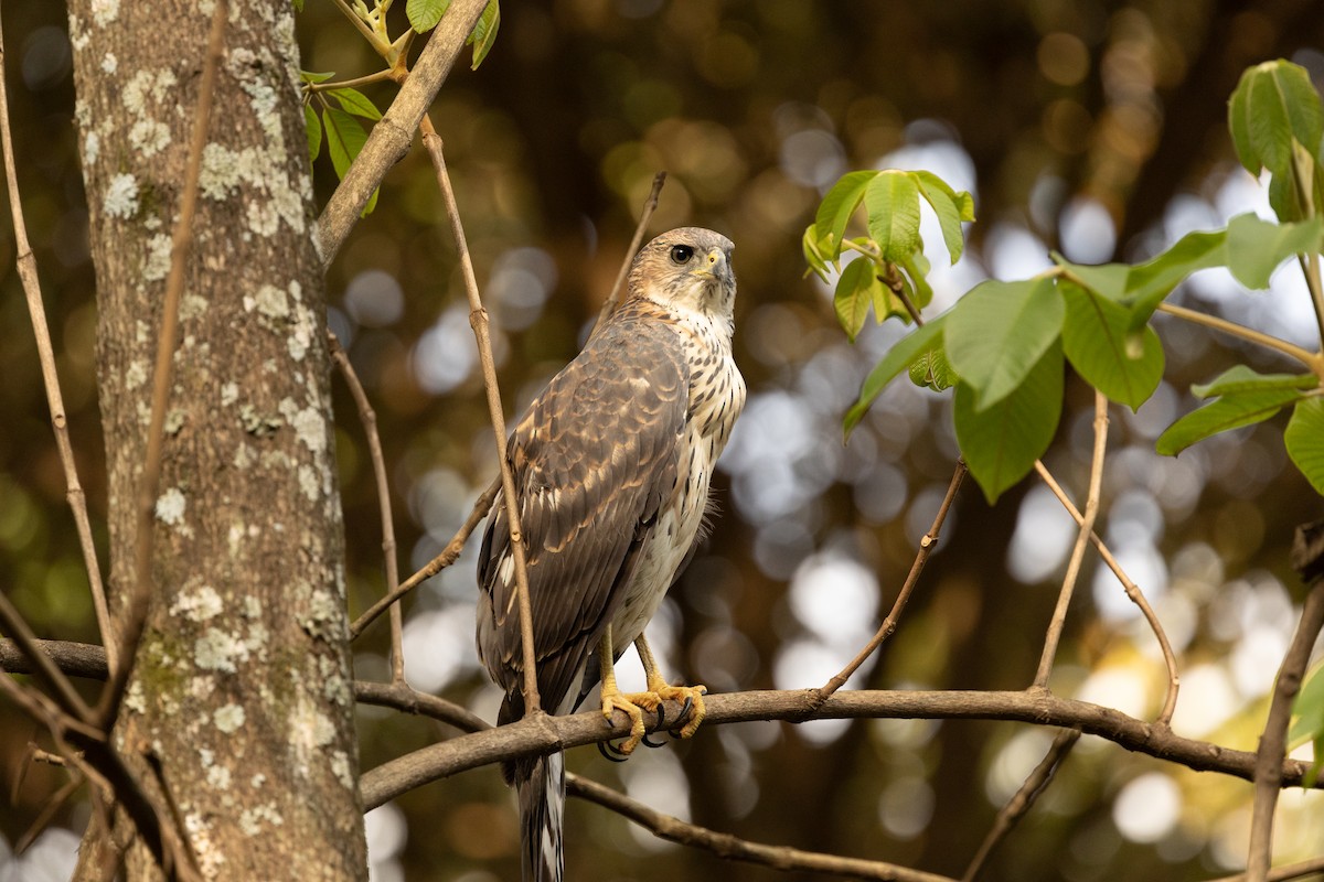 Black Goshawk - ML626909990