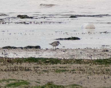 Curlew Sandpiper - ML626910070