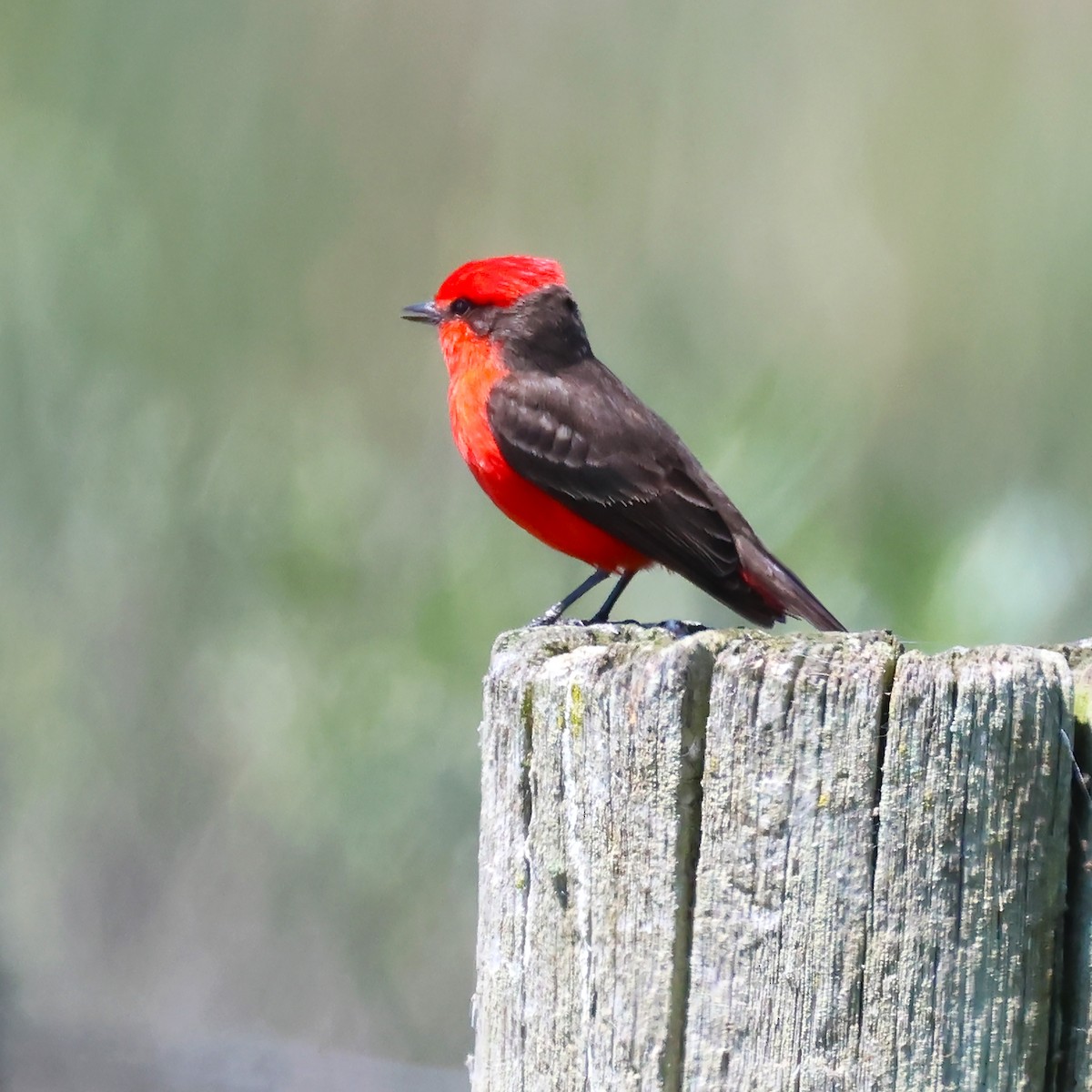 Vermilion Flycatcher (Austral) - ML626910102