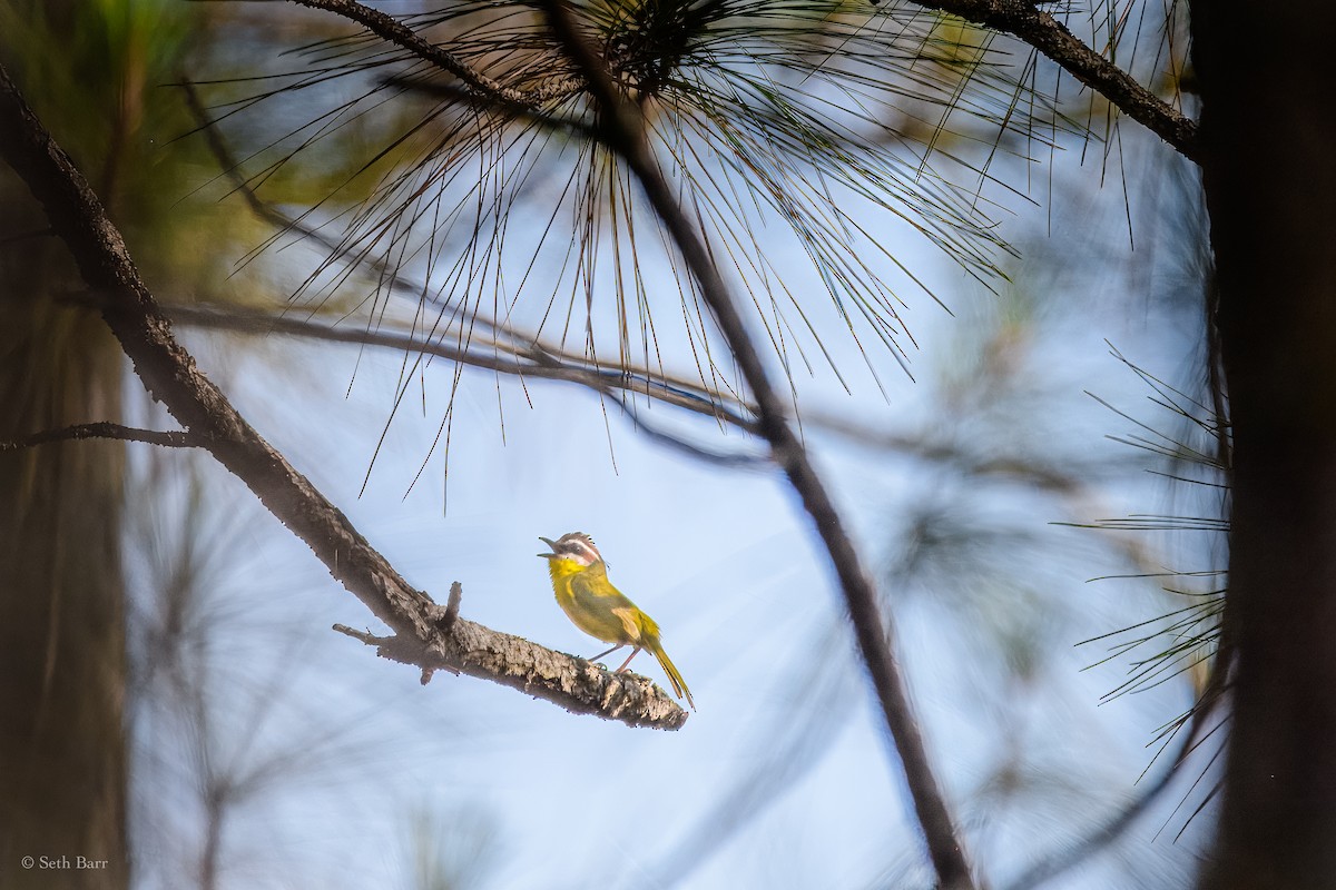 Rufous-capped Warbler (salvini) - ML626910285