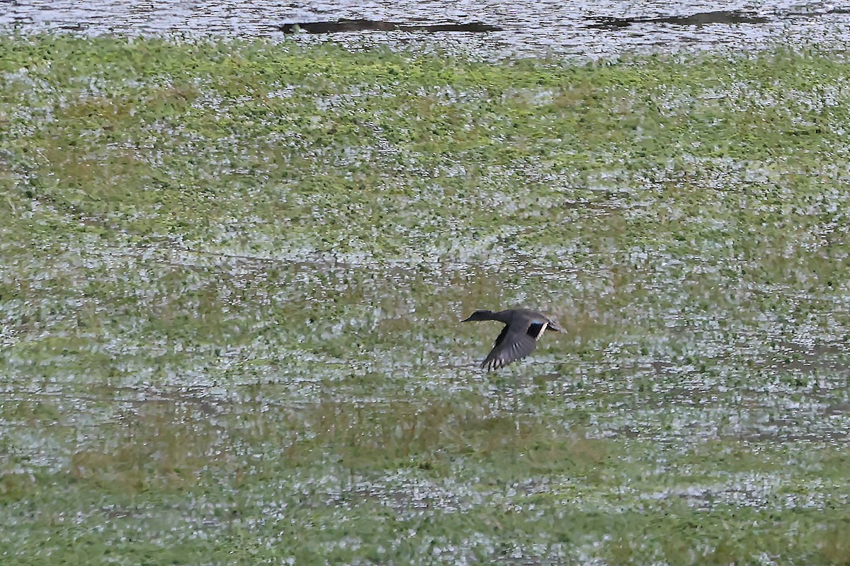 Andean Teal (Merida) - ML626910337