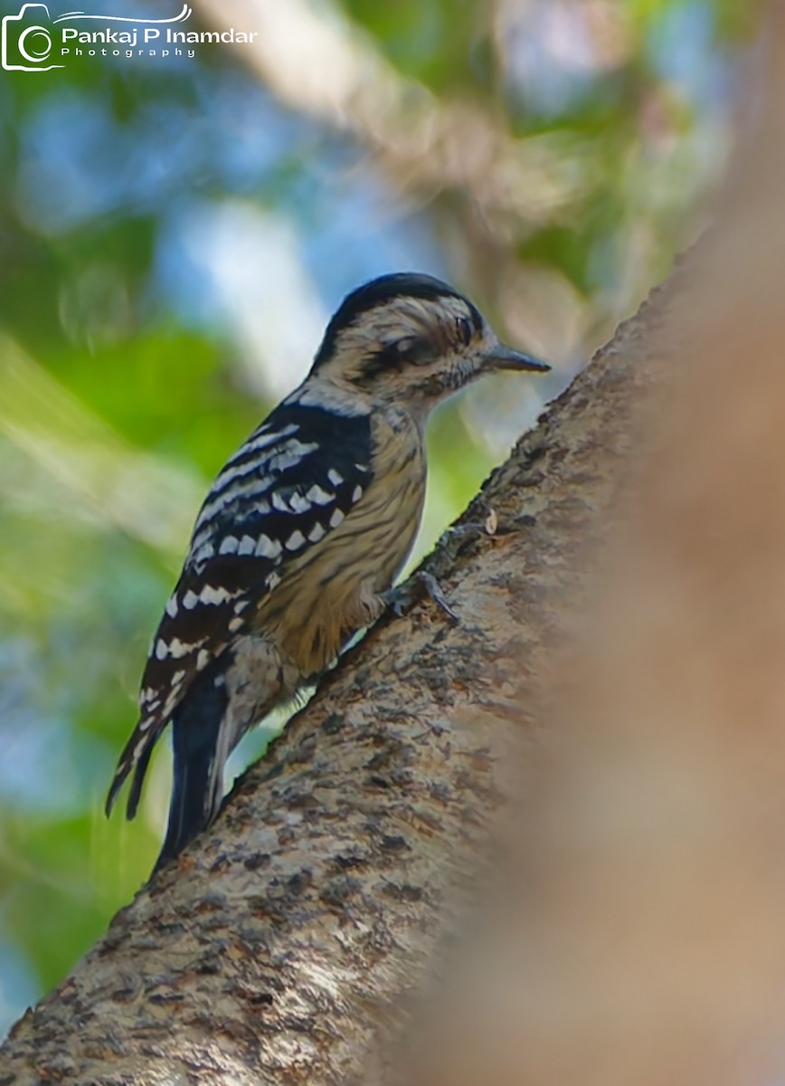 Gray-capped Pygmy Woodpecker - ML626910481