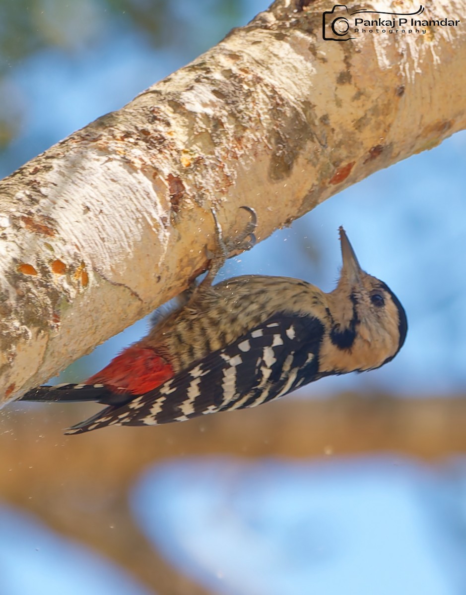 Fulvous-breasted Woodpecker - ML626910488