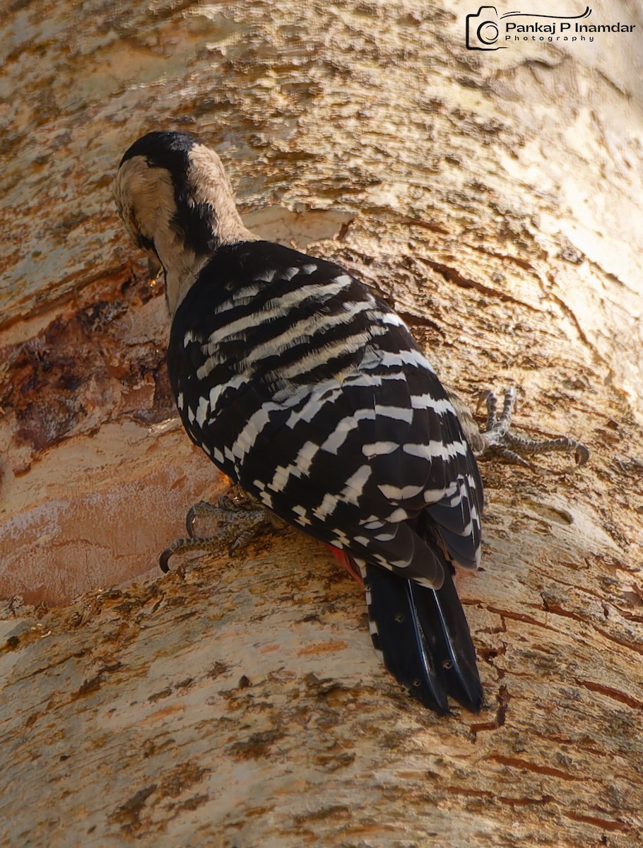 Fulvous-breasted Woodpecker - ML626910489
