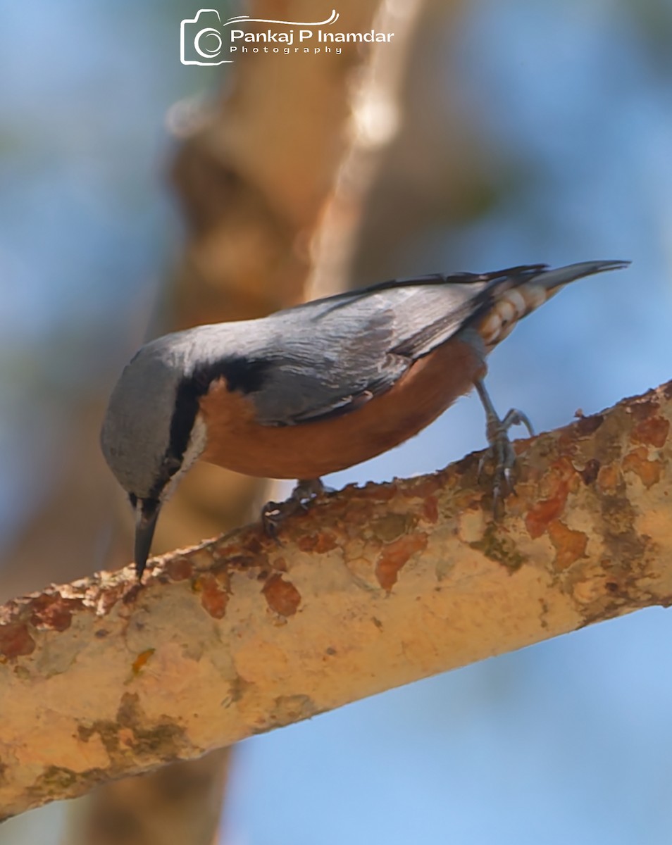 Chestnut-bellied Nuthatch - ML626910509