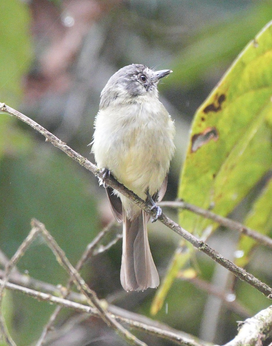 Ореджеріто зеленоволий - ML626910596