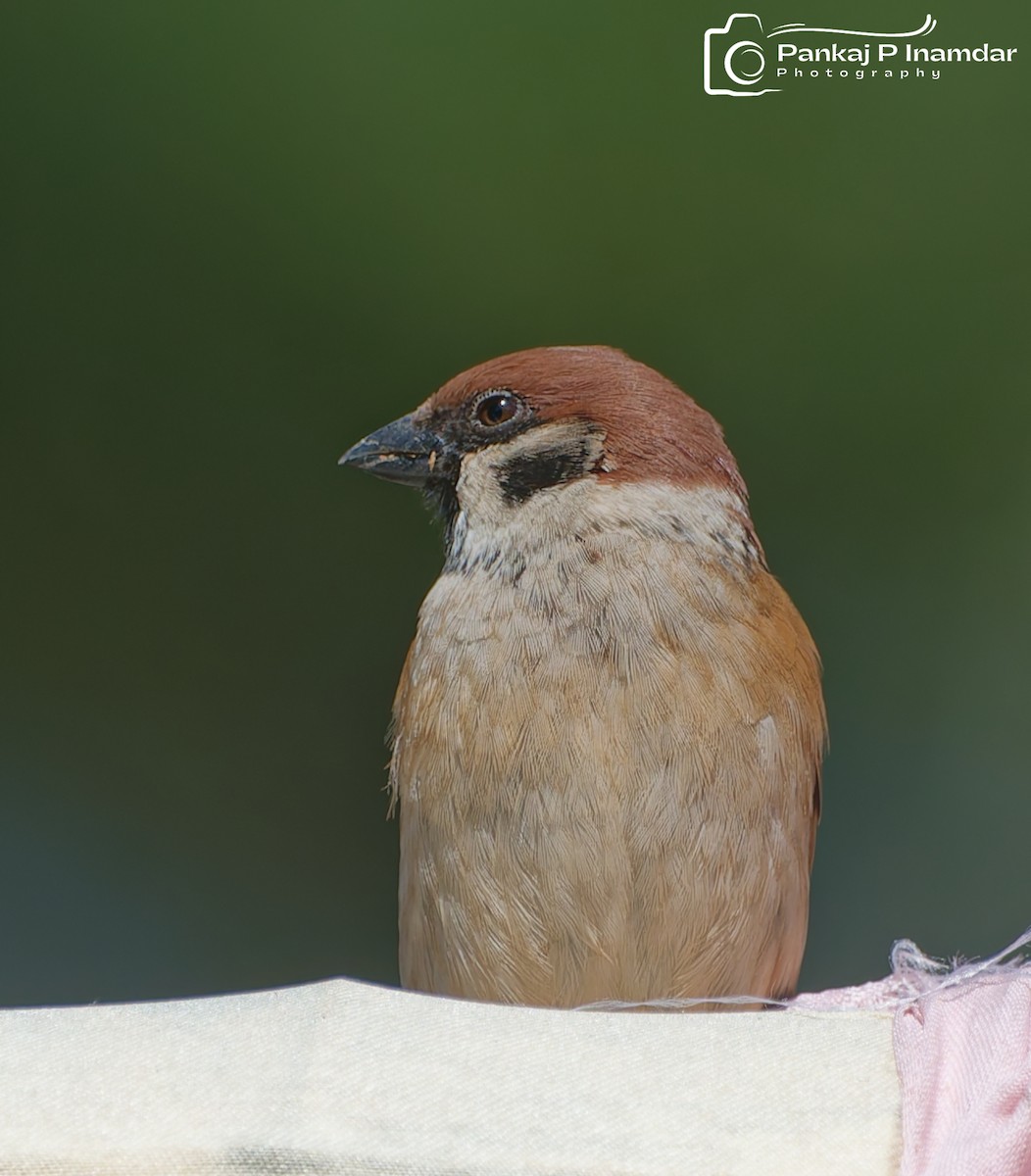 Eurasian Tree Sparrow - ML626910614