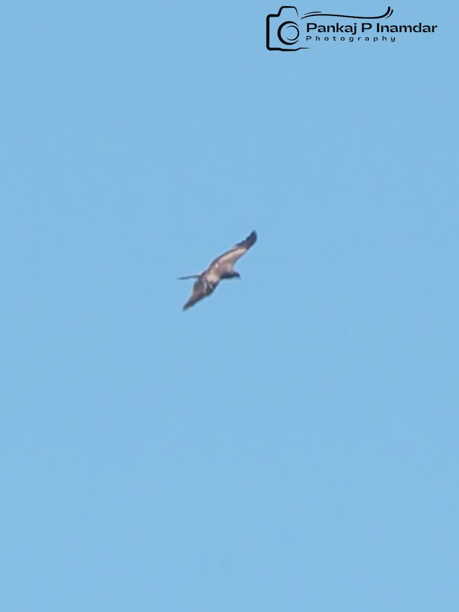Himalayan Griffon - ML626911129