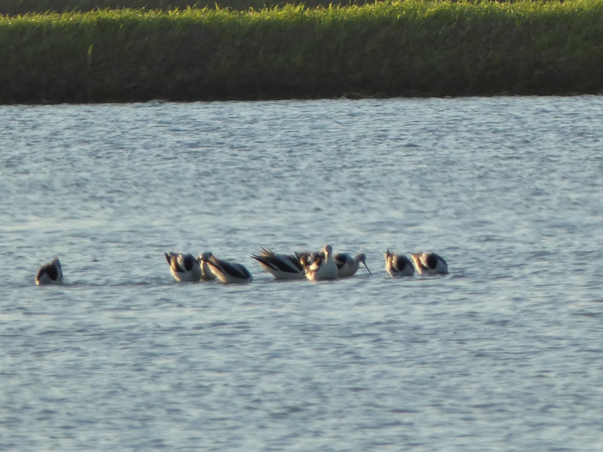 American Avocet - ML626911238