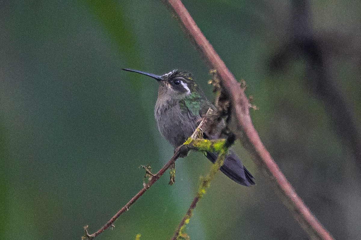 Amethyst-throated Mountain-gem - ML626911241