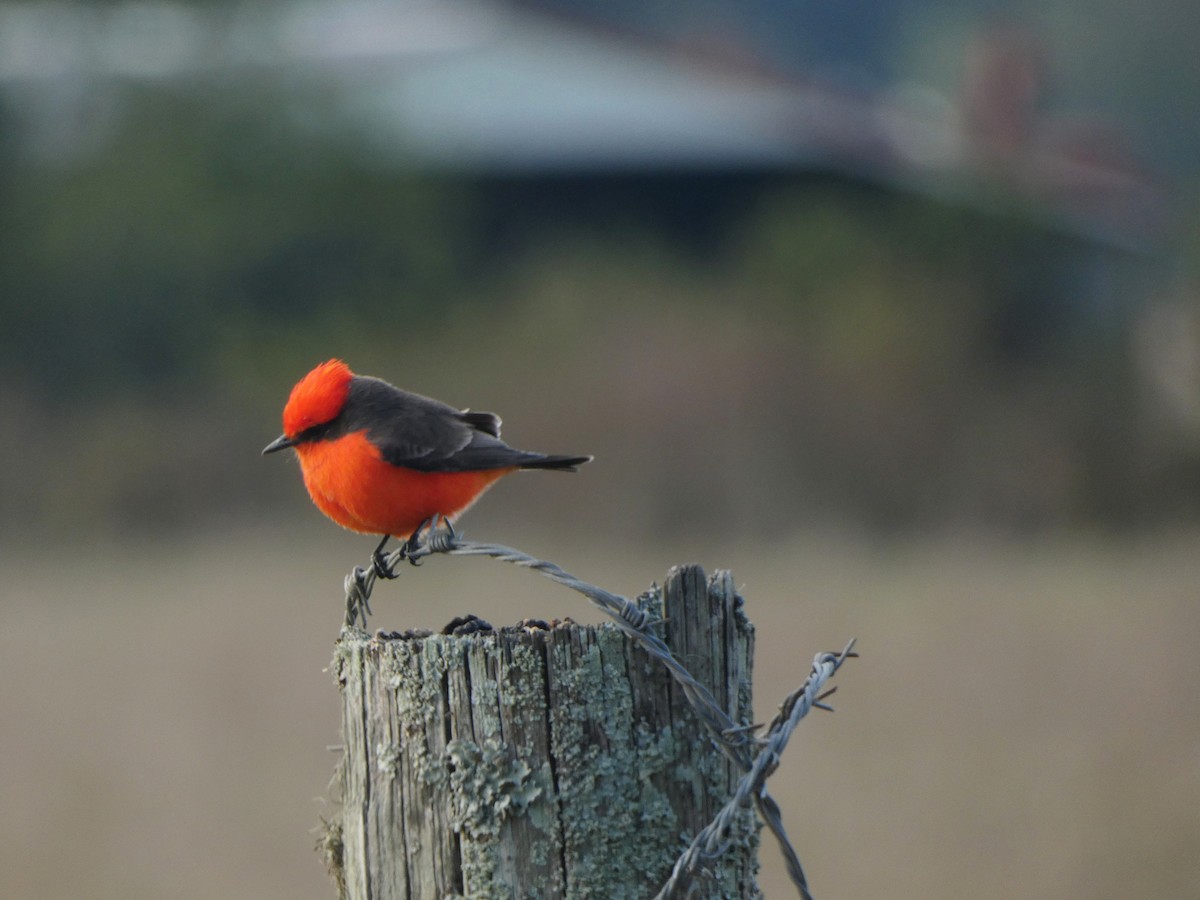Vermilion Flycatcher - ML626911272