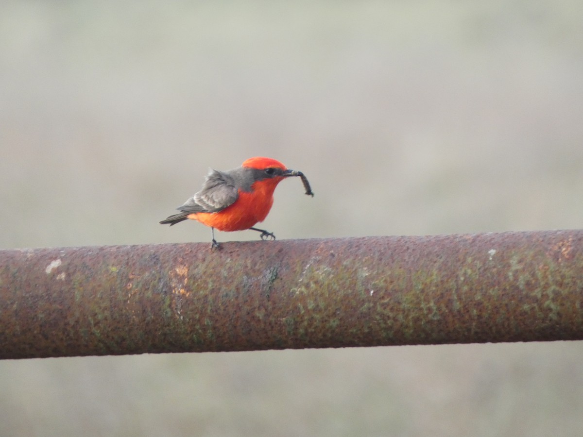 Vermilion Flycatcher - ML626911273