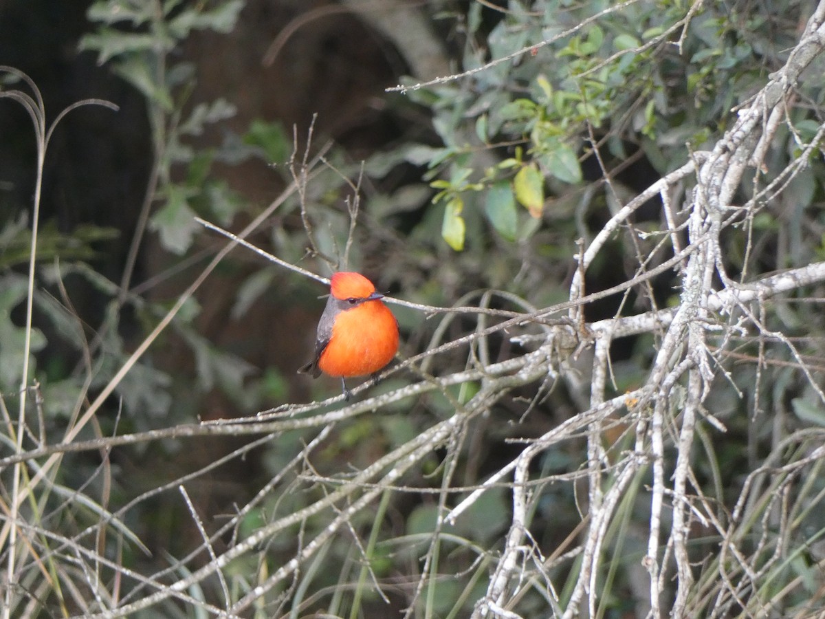 Vermilion Flycatcher - ML626911274