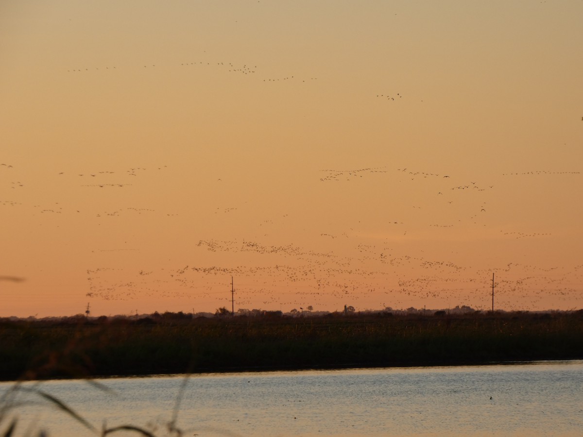 Snow Goose - ML626911308