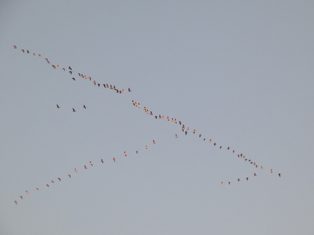 Snow Goose - ML626911336