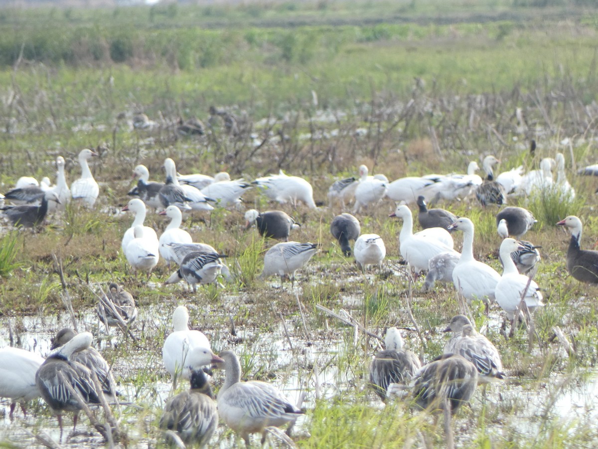 Snow Goose - ML626911338