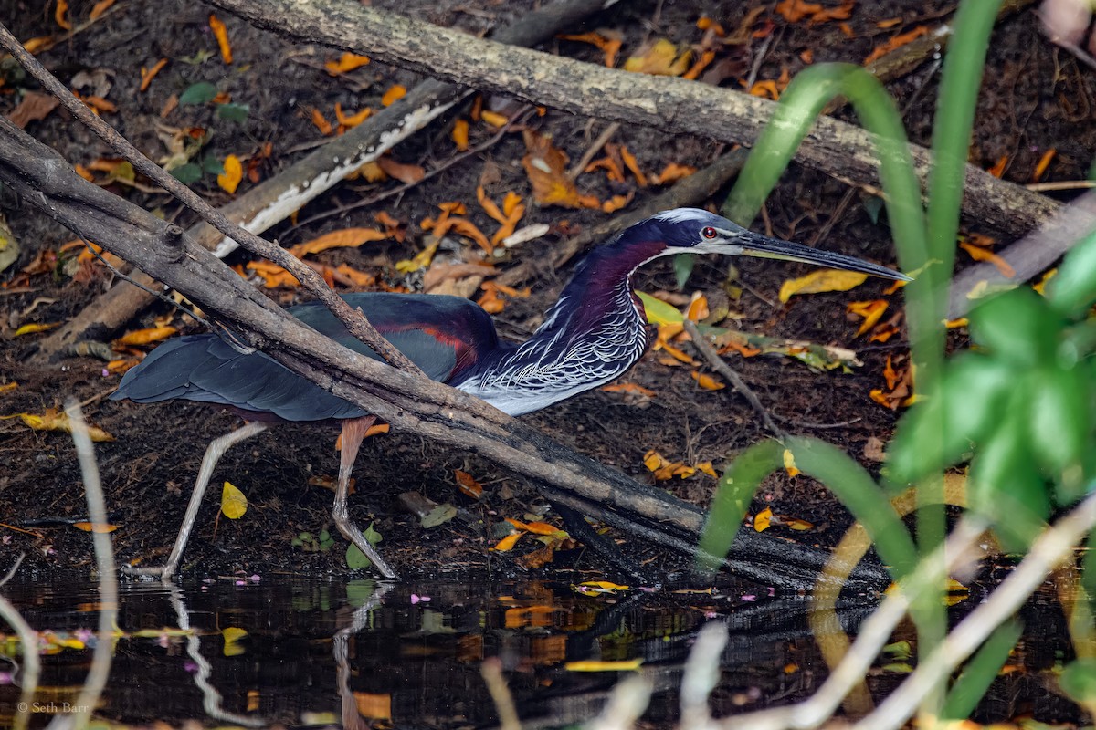 Agami Heron - ML626911347