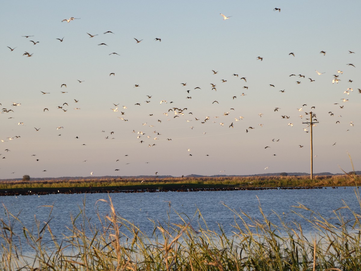 White-faced Ibis - ML626911382