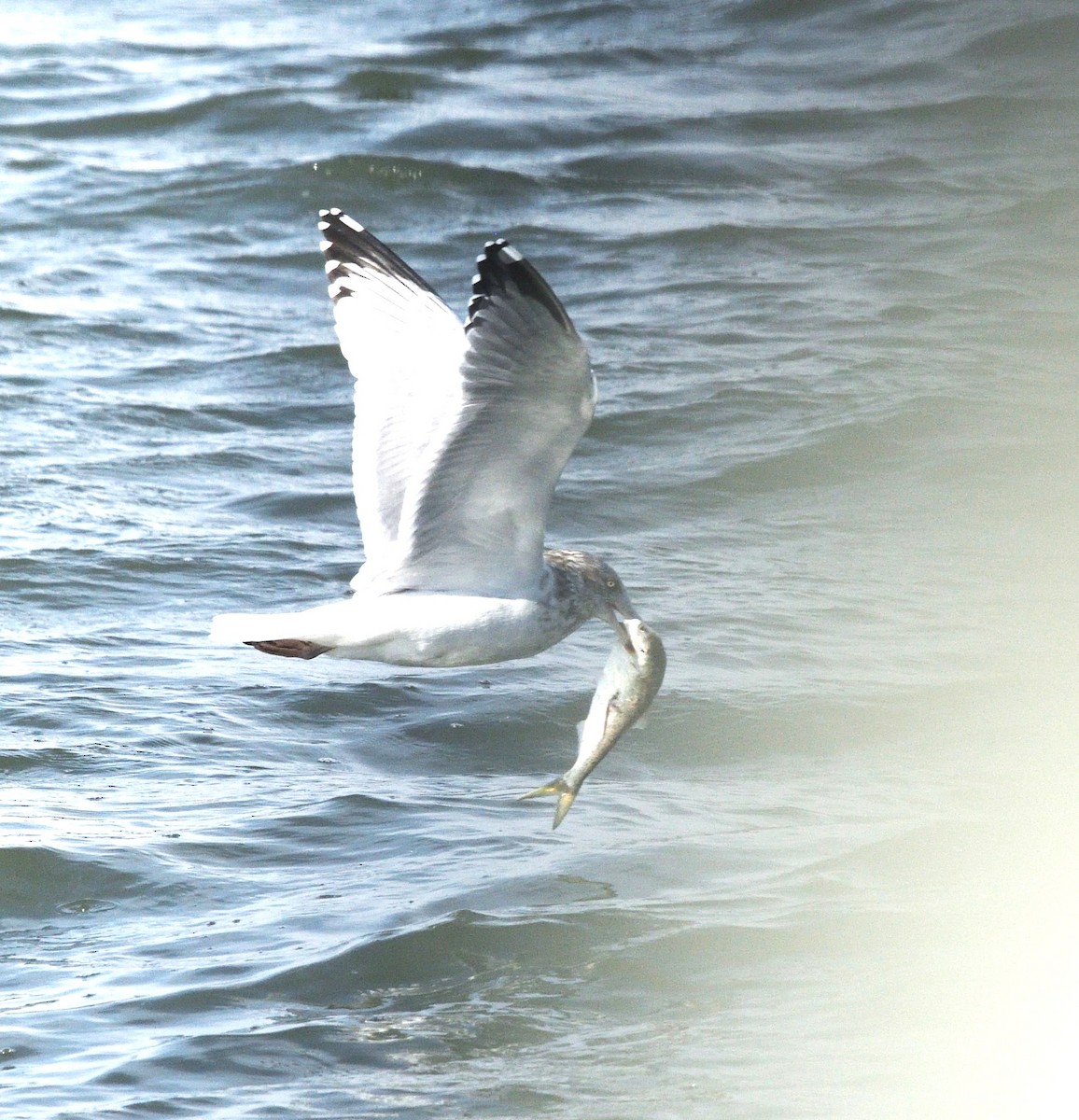 American Herring Gull - ML626911531
