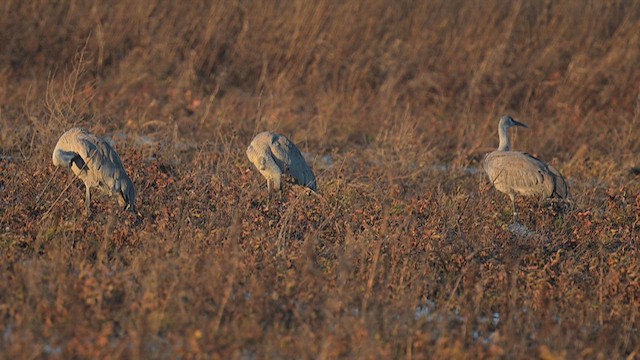 Sandhill Crane - ML626911537